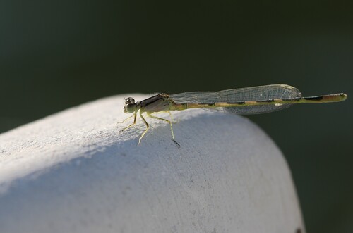 Tule Bluet photo 6