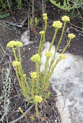 Crassula subulata subulata