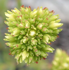 Crassula subulata subulata