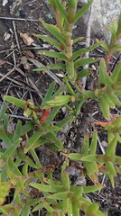 Crassula subulata subulata