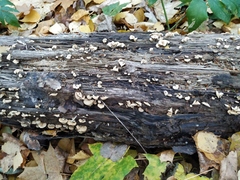 Panellus stipticus