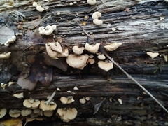 Panellus stipticus