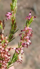 Erica rosacea