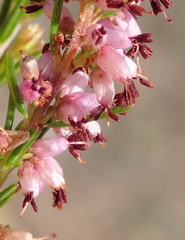 Erica rosacea