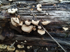 Panellus stipticus