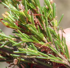 Erica rosacea