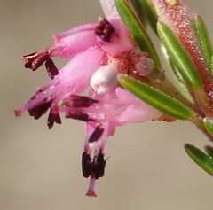 Erica rosacea