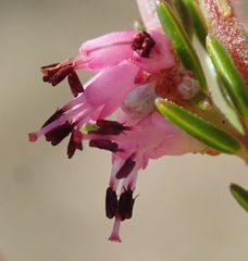 Erica rosacea