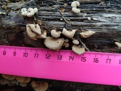 Panellus stipticus