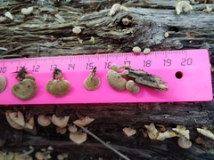 Panellus stipticus