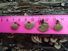 Panellus stipticus