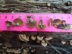 Panellus stipticus
