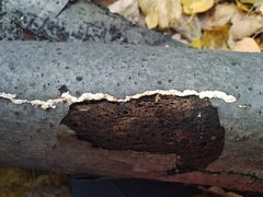 Polyporales