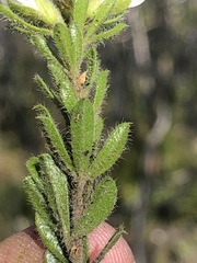Psoralea saxosa