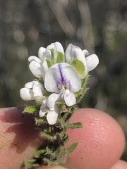 Psoralea saxosa