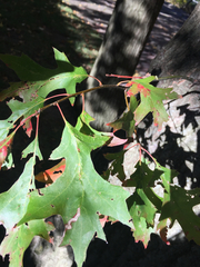 Quercus palustris