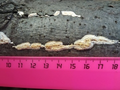 Polyporales