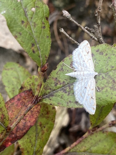 Watermilfoil Leafcutter Moth photo 6