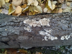 Fomitopsidaceae