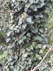 Hedera helix