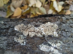 Fomitopsidaceae
