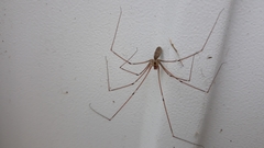 Pholcus phalangioides
