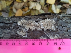 Fomitopsidaceae