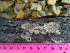Fomitopsidaceae