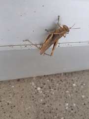 Abracris flavolineata