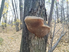 Hymenochaetaceae