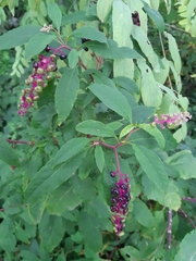 Phytolacca americana
