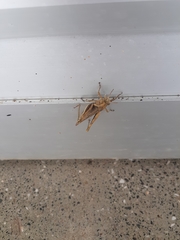 Abracris flavolineata