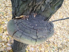Hymenochaetaceae