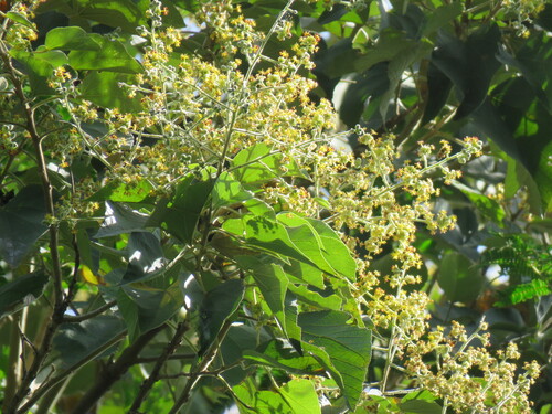 Abutilon densiflorum (Abutilon densiflorum)