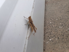 Abracris flavolineata