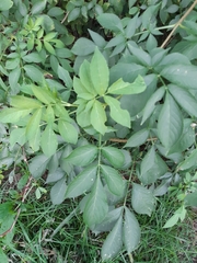 Sambucus nigra