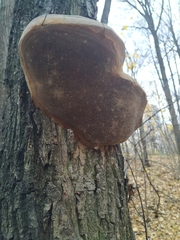 Hymenochaetaceae
