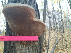 Hymenochaetaceae