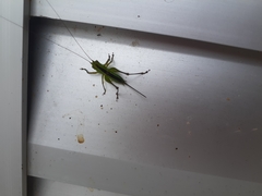 Orthoptera