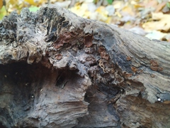 Hymenochaete