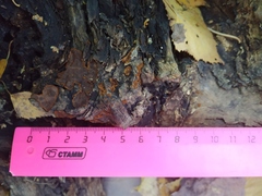 Hymenochaete