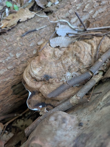 Ganoderma applanatum
