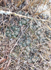 Gymnocalycium calochlorum