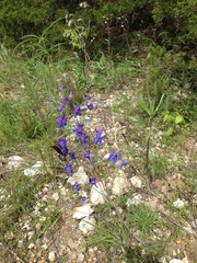 Delphinium treleasei