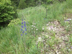 Delphinium treleasei