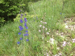 Delphinium treleasei