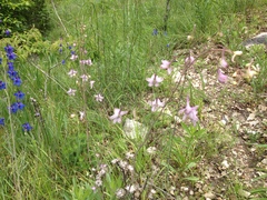 Delphinium treleasei