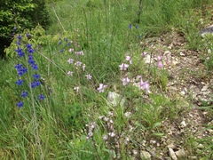 Delphinium treleasei