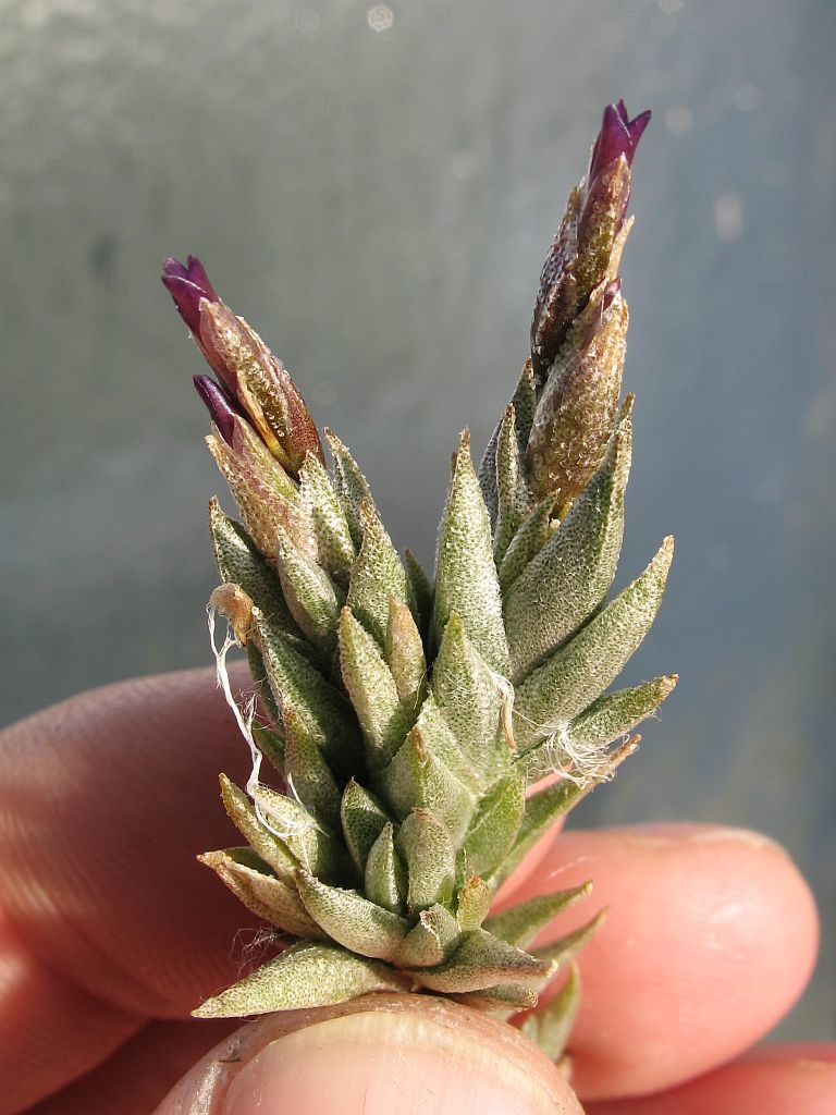 Tillandsia brealitoensis · iNaturalist