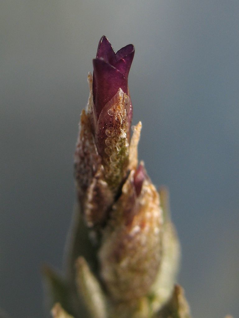 む*ん様 Tillandsia brealitoensis Tillandsia brealitoensis · iNaturalist